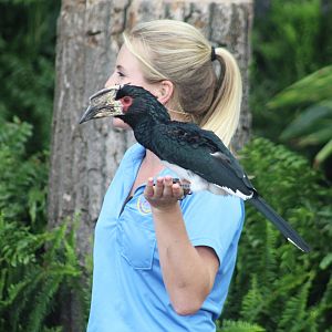 Jul. 2016 - Festival of Flight - Trumpeter Hornbill