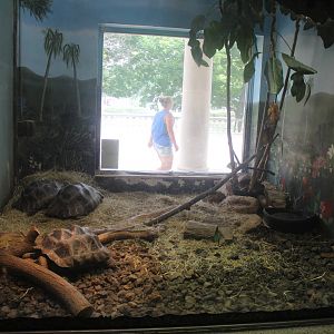 Jul. 2016 - Reptiles and Birds - Galapagos Tortoise Exhibit