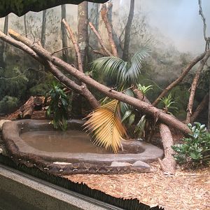 Jul. 2016 - Reptiles and Birds - Reticulated Python Exhibit