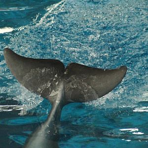 Jul. 2016 - Seven Seas