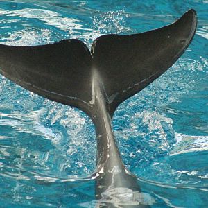 Jul. 2016 - Seven Seas