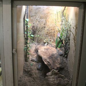 Jul. 2016 - Reptiles and Birds - Colorado River Toad Exhibit