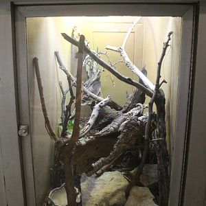 Jul. 2016 - Reptiles and Birds - Prehensile-tailed Skink Exhibit
