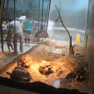 Jul. 2016 - Reptiles and Birds - Radiated Tortoise Exhibit