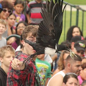 Jul. 2016 - Festival of Flight - I'll Take That