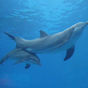 Jul. 2016 - Seven Seas - Allie and Maxine