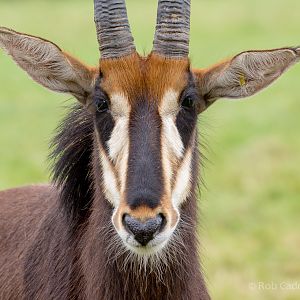 Sable antelope : Marwell : 29 Jul 2016