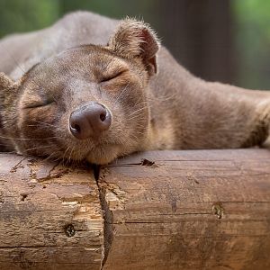 Fossa : Marwell : 29 Jul 2016