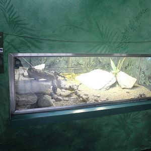 Jul. 2016 - Feathers and Scales - Egyptian Tortoise + Sahara Spiny-tailed L