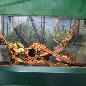 Jul. 2016 - Feathers and Scales - Halmahera Giant Gecko Exhibit