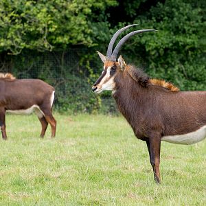 Sable antelope : Marwell : 29 Jul 2016