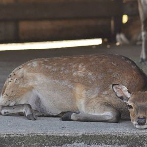 Sika Deer