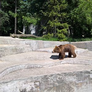 European brown bear