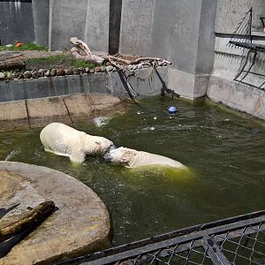 Polar bears wrestling