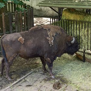 European lowland-bison