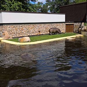 Hippopotamus