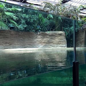 Inside enclosure for Hippopotamus