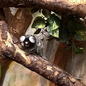 White tufted-ear marmoset