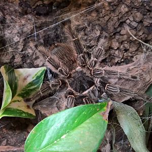 One of the many spider species in the insect house
