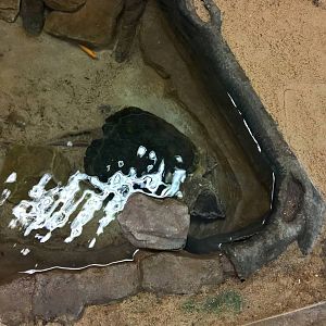 Common snapping turtle