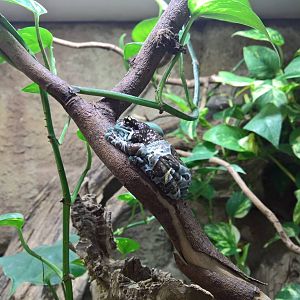 Mission golden-eyed tree frog