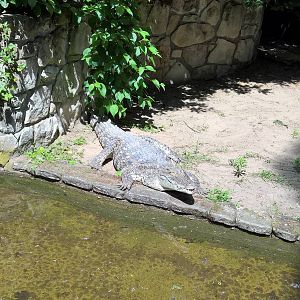 Siamese crocodile