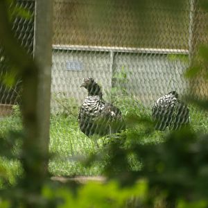 Horned screamers - tantalising view