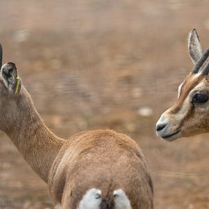 Dorcas gazelle : Marwell : 29 Jul 2016