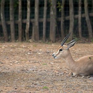 Dorcas gazelle : Marwell : 29 Jul 2016