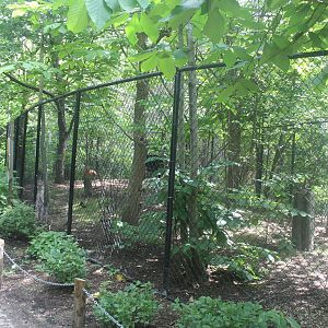 Jul. 2016 - Habitat Africa! Hidden Gems of the Forest: Red-flanked Duiker E