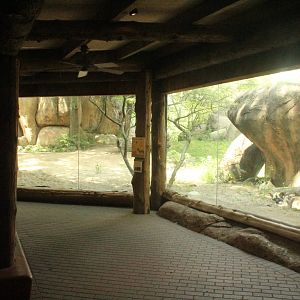 Jul. 2016 - Habitat Africa! - The Savannah - Painted Dog Exhibit (Window Vi