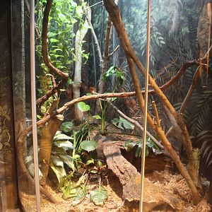 Jul. 2016 - Habitat Africa! - Hidden Gems of the Forest - Gaboon Viper Exhi