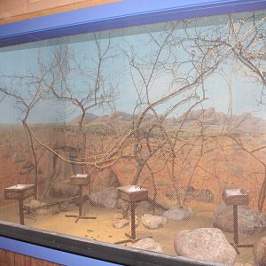 Jul. 2016 - Australia - Pretty Birds Exhibit (5 Species)