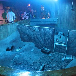 Jul. 2016 - Australia - Short-beaked Echidna Exhibit