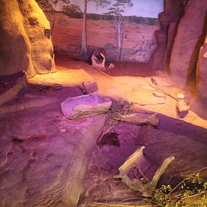 Jul. 2016 - Australia - Wombat Exhibit