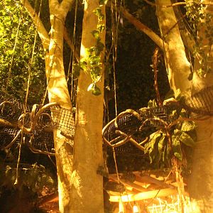 Jul. 2016 - Clouded Leopard Rain Forest - Hidden Tunnels for Squirrels