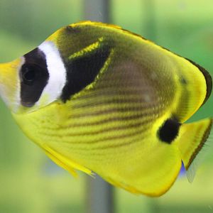 Raccoon butterflyfish - Chaetodon lunula