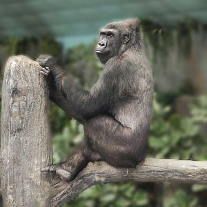 Jul. 2016 - Tropic World - Africa - Gorilla