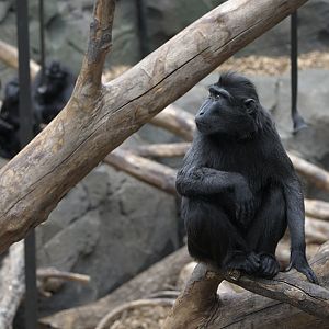 Crested macaque