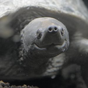 Painted batagur underwater