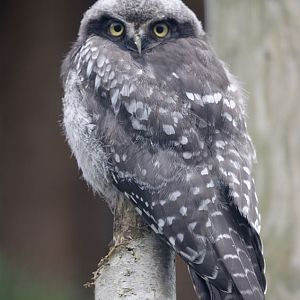 Northern hawk owlet