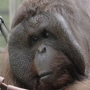 Tuan is in his hammock