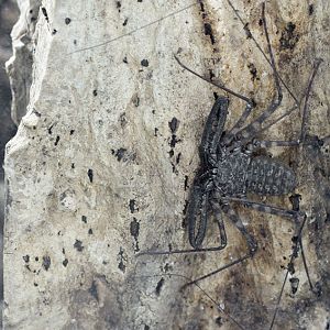 Tanzanian tailless whipscorpion