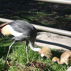 African Crowned Cranes (temporarily outside exhibit)
