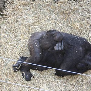 Gorillas (baby was born on March 9th)