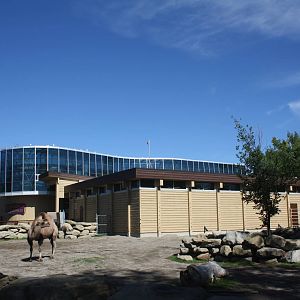 Bactrian Camel Exhibit