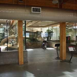 Komodo Dragon Exhibit