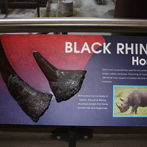 Greater One-Horned Rhino Exhibit (old elephant complex)