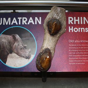 Greater One-Horned Rhino Exhibit (old elephant complex)