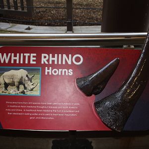 Greater One-Horned Rhino Exhibit (old elephant complex)